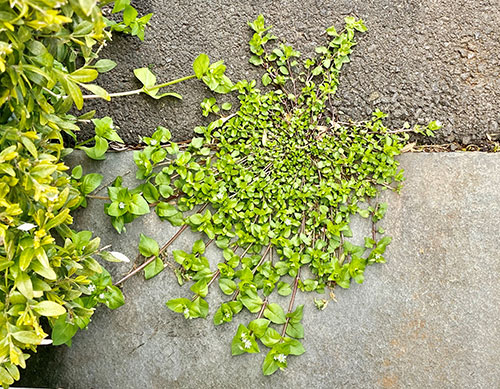 A Contemplative Moment with a Weed