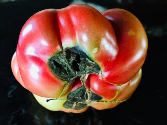 Soil and Spirit:  A Tomato is Still a Tomato