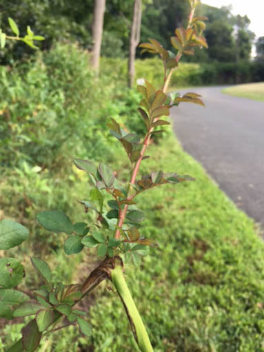 broken plant stem with new growth