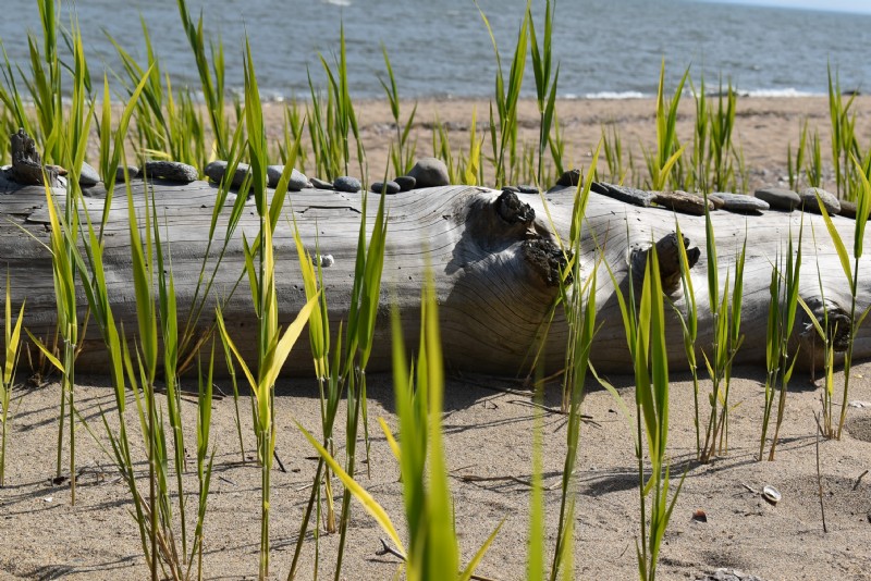 SeaGrassontheBeachatMercy.JPG